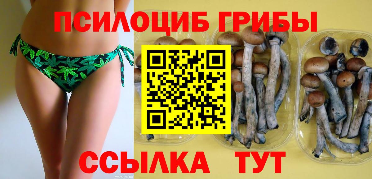 Псилоцибиновые грибы Psilocybine cubensis Архангельск